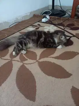 Mainecoone Jantan Tabby LH