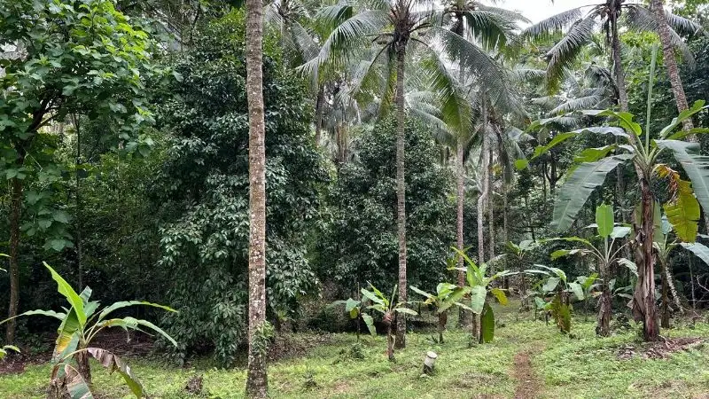 jual kebun manggis dan durian los sungai di tabanan bali.