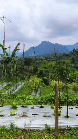 di jual tanah kebun subur dan murah di sukajaya bogor
