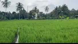 jual sawah aktif sumedang jawa barat