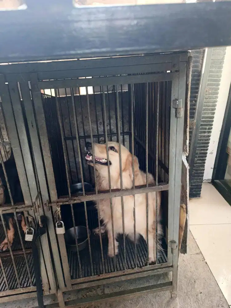 Golden retriever betina terawat umur 3 Tahun, edisi pindah keluar kota