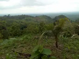 DIJUAL: KEBUN DAN KAVLING NUANSA KAMPUNG SUNNAH