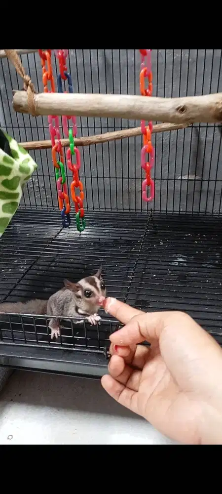 Sugar glider betina