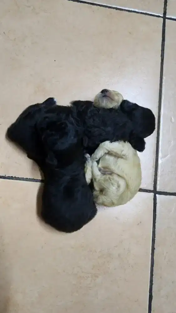 Dijual poodle adult segera