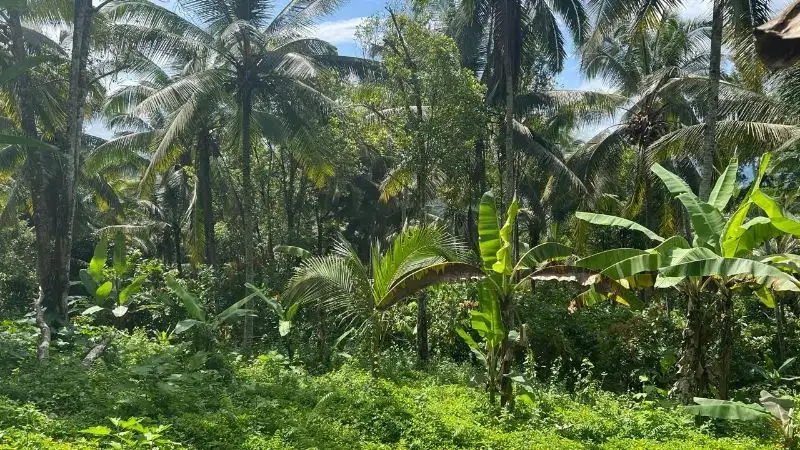 jual tanah kebun manggis dan durian murah di tabanan bali.