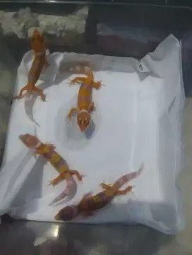 Leopard gecko/tokek