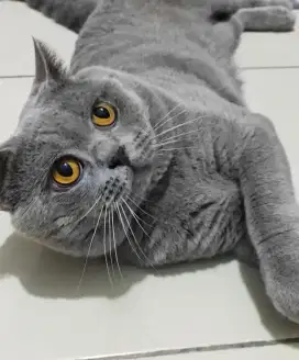 Jasa Pacak Kucing British