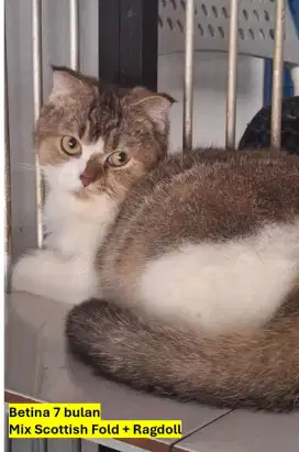 Scottish fold betina