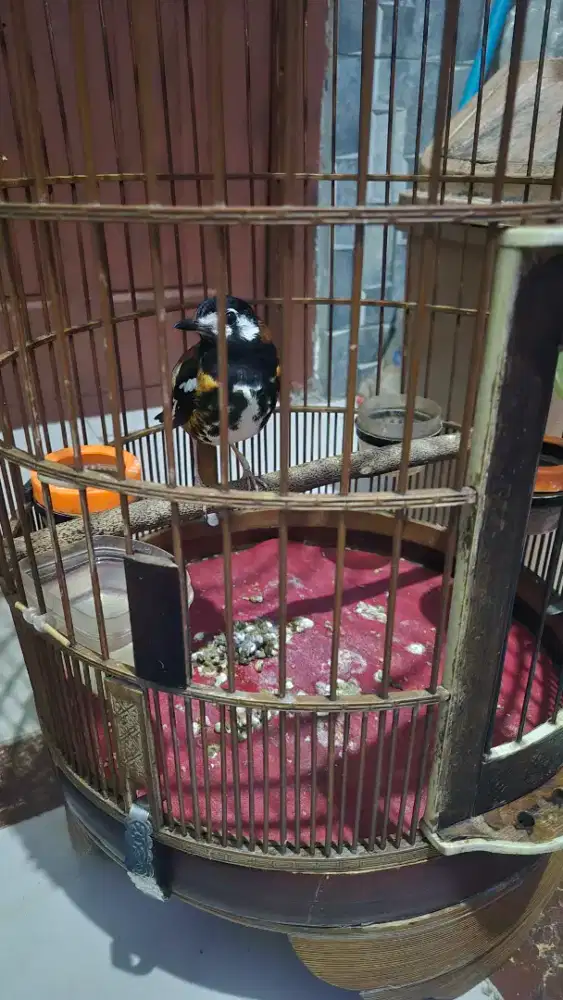Burung anis macan
