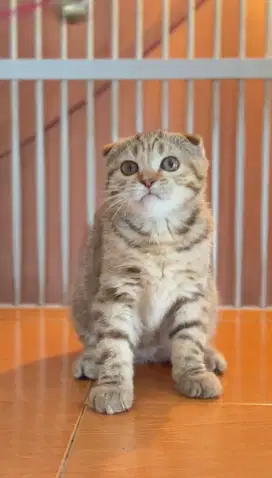 Scottish Fold (SF)