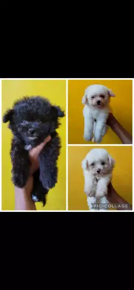 Anjing puppys maltipo