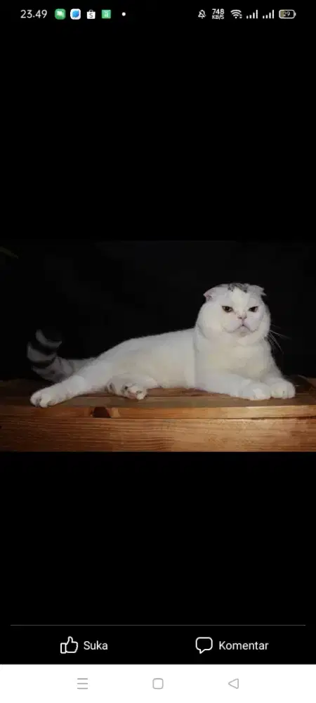Scottish fold  borongan