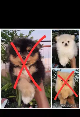 Jual puppys Minipom