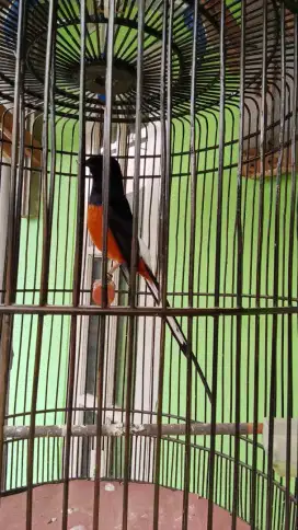 Murai mapan Gacoran