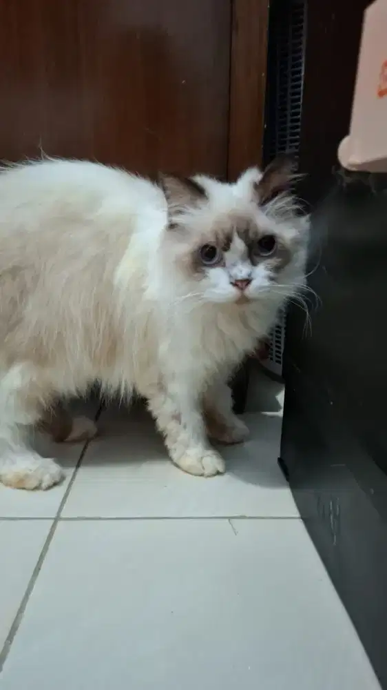 Kucing Rusian Ragdoll