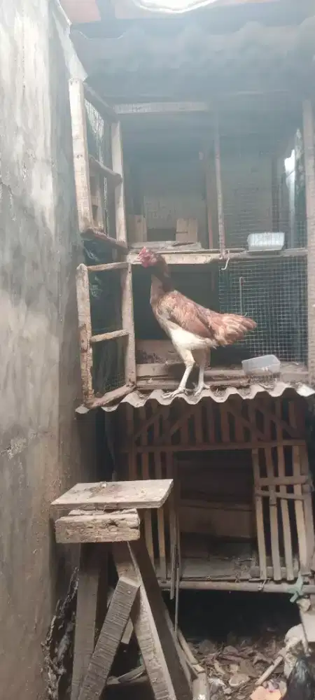 Jual cepat ayam biang pelung jumbo