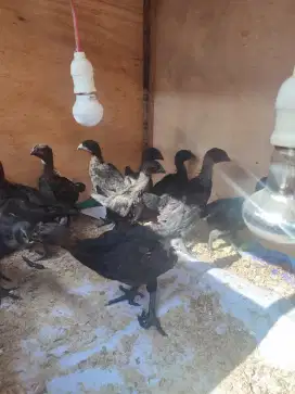 Anak ayam cemani 1-2 bulan