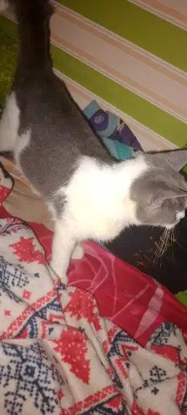 KUCING BRITISH BETINA SAMA KANDANG NYA