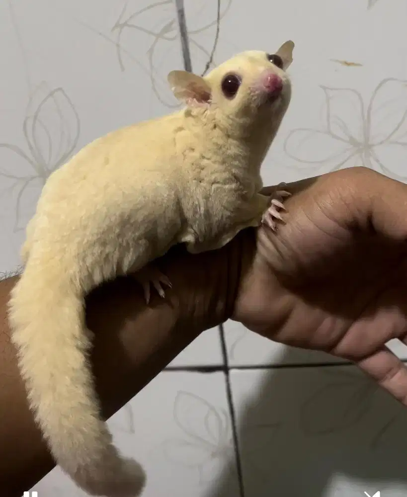 Sugar glider # suger glider # Sg