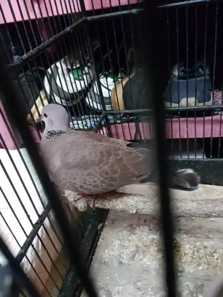 Dederuk silangan tikukur x merpati