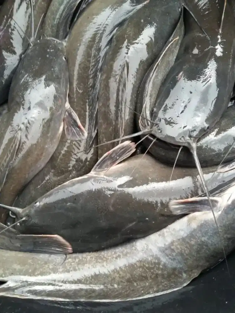 Jual ikan lele sudah disembelih