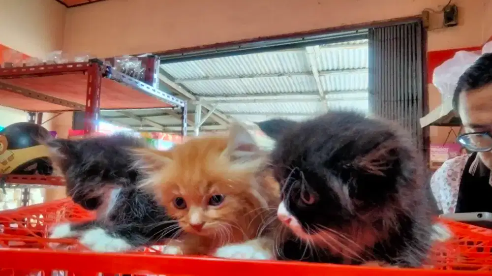 Anakan kucing Persia