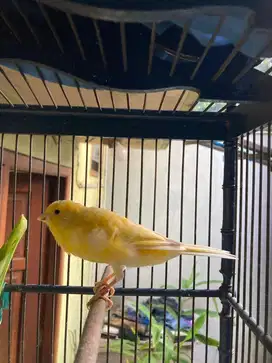 Kenari F1 Rasmi kuning
