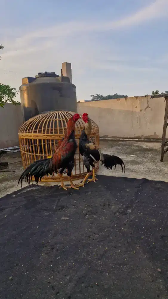 Jual ayam bangkok muda 2 ekor
