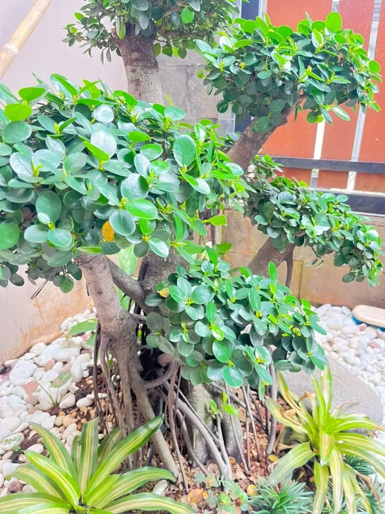 Tanaman Bonsai Mini