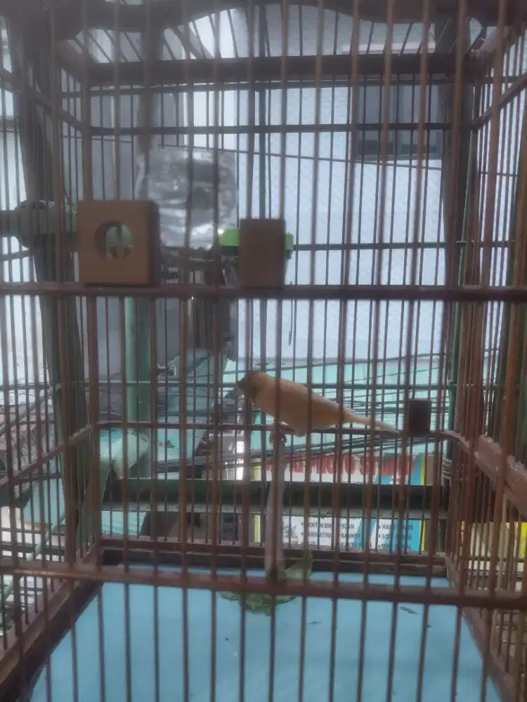 Burung kenari gacor suara kencang