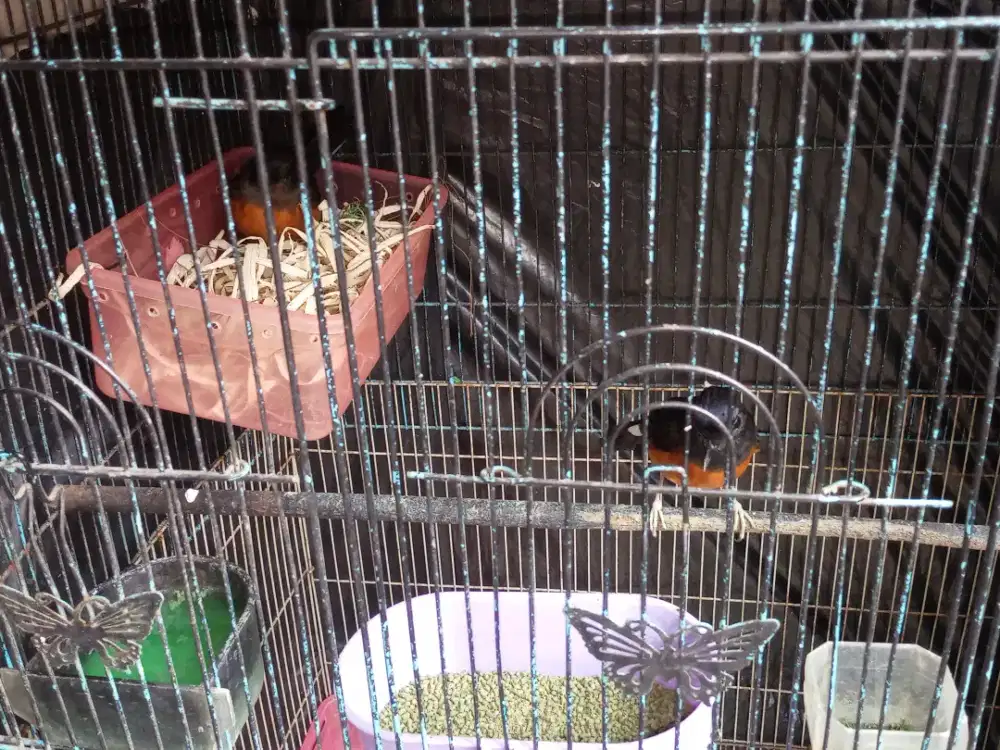 ForSale Sepasang Trah Bagus FullSet,,Edisi Mau Pindahan Rumah