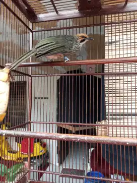Burung Sultan Cucak Rowo