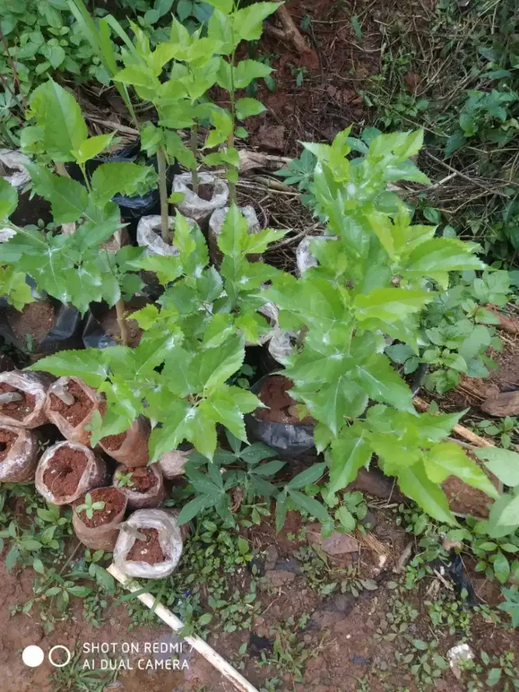 Tanaman buah murbey