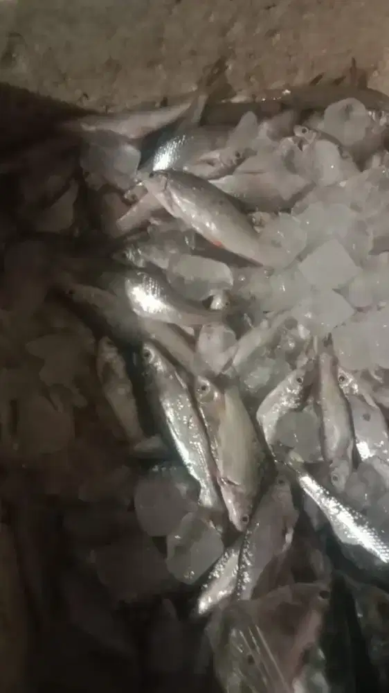 Ikan Wader Kecil 200gr – Cocok untuk Gorengan Renyah