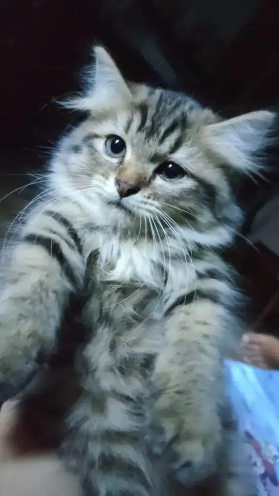 Kucing kitten mixdom