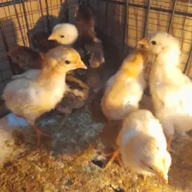 Ayam kampung petelur elba