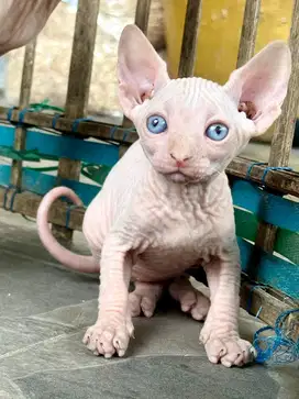 Sphynx kitten albino