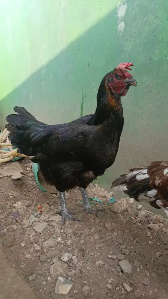 Ayam Pelung Biang Jumbo