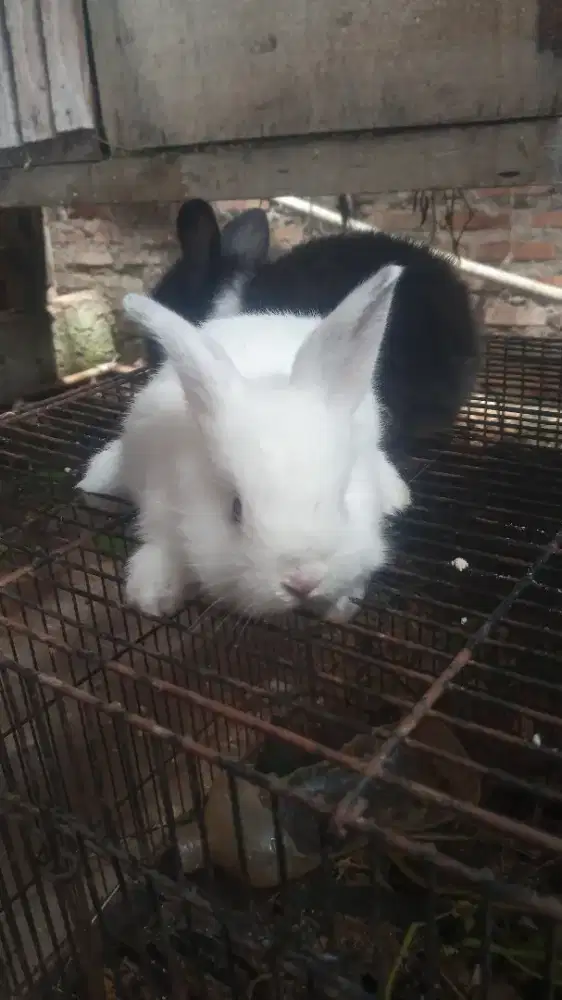 Kelinci anakan lucu
