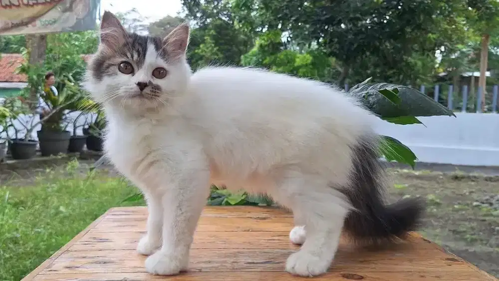 KUCING PERSIA NEDIUM BETINA 3 BULAN GEMOY