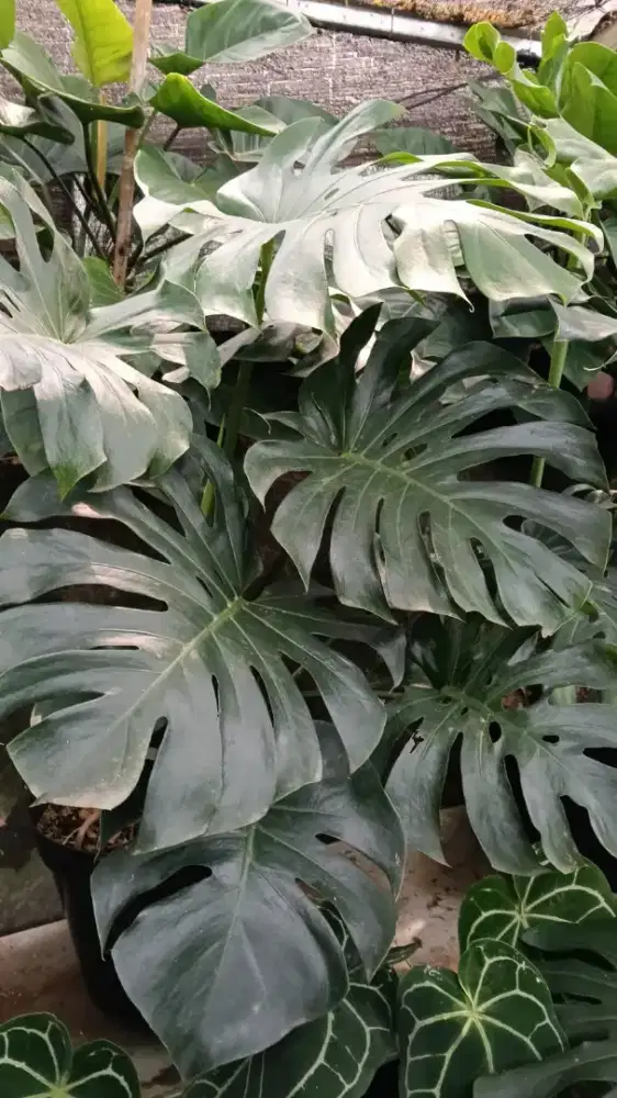 Tukang taman&kebun