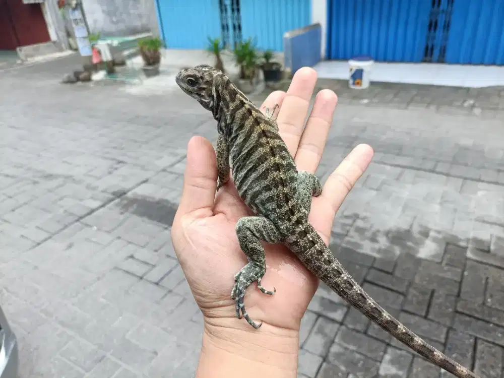 Rhino iguana/iguana badak