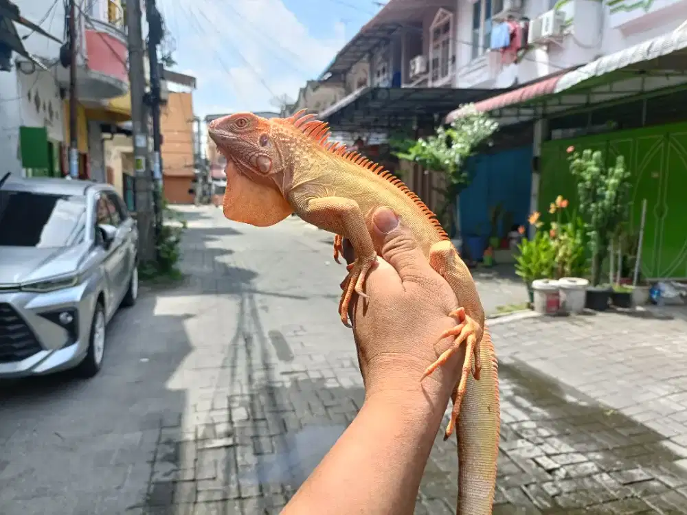 Red albino iguana jantan