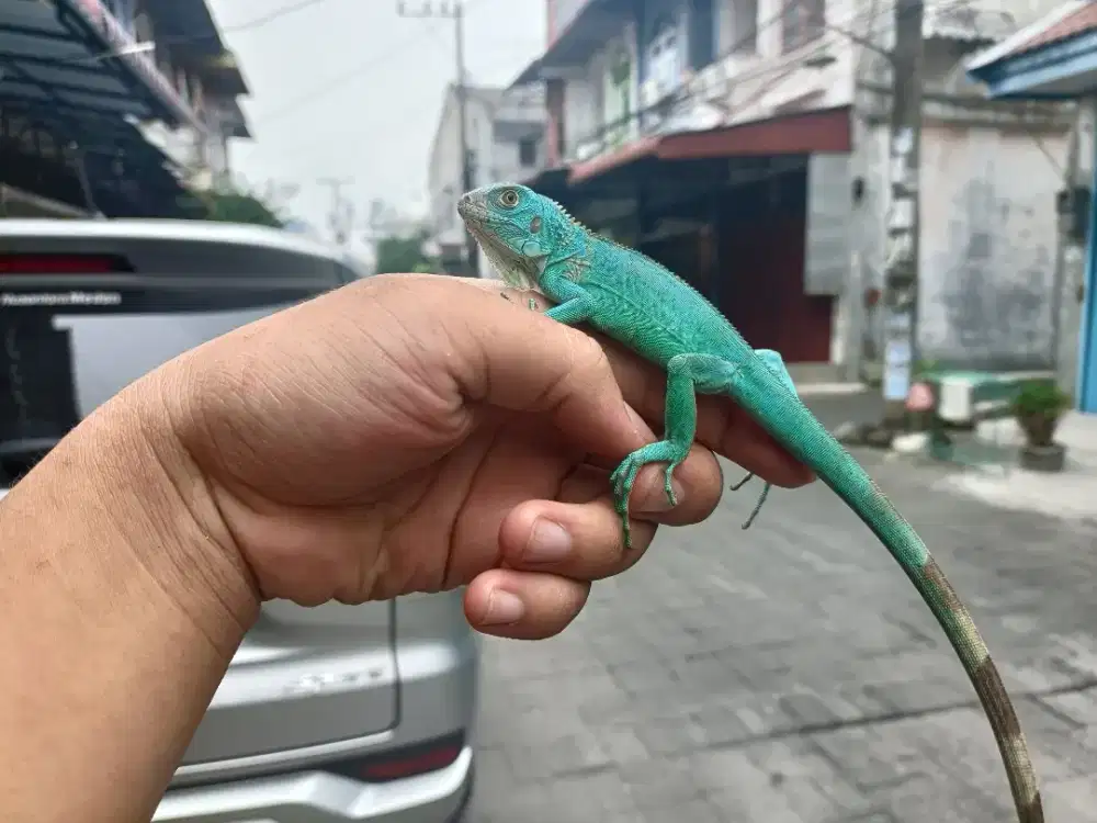 Blue iguana baby up