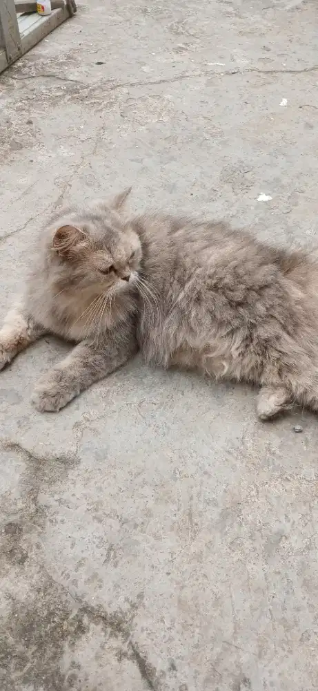 Kucing persia betina