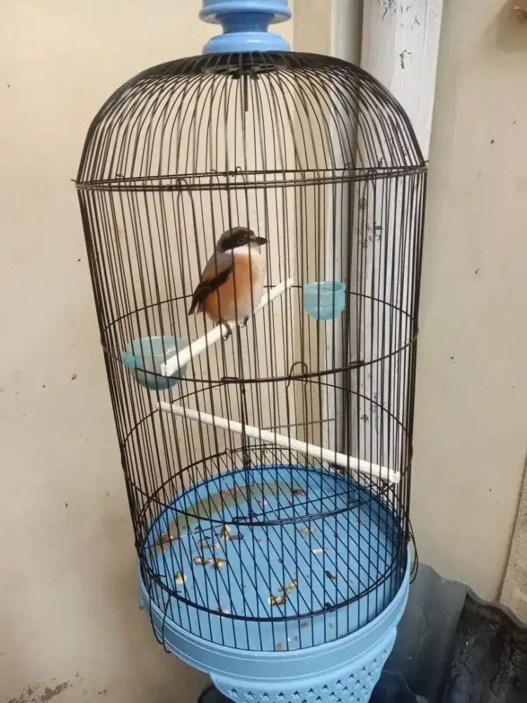 Bismillah jual burung cendet