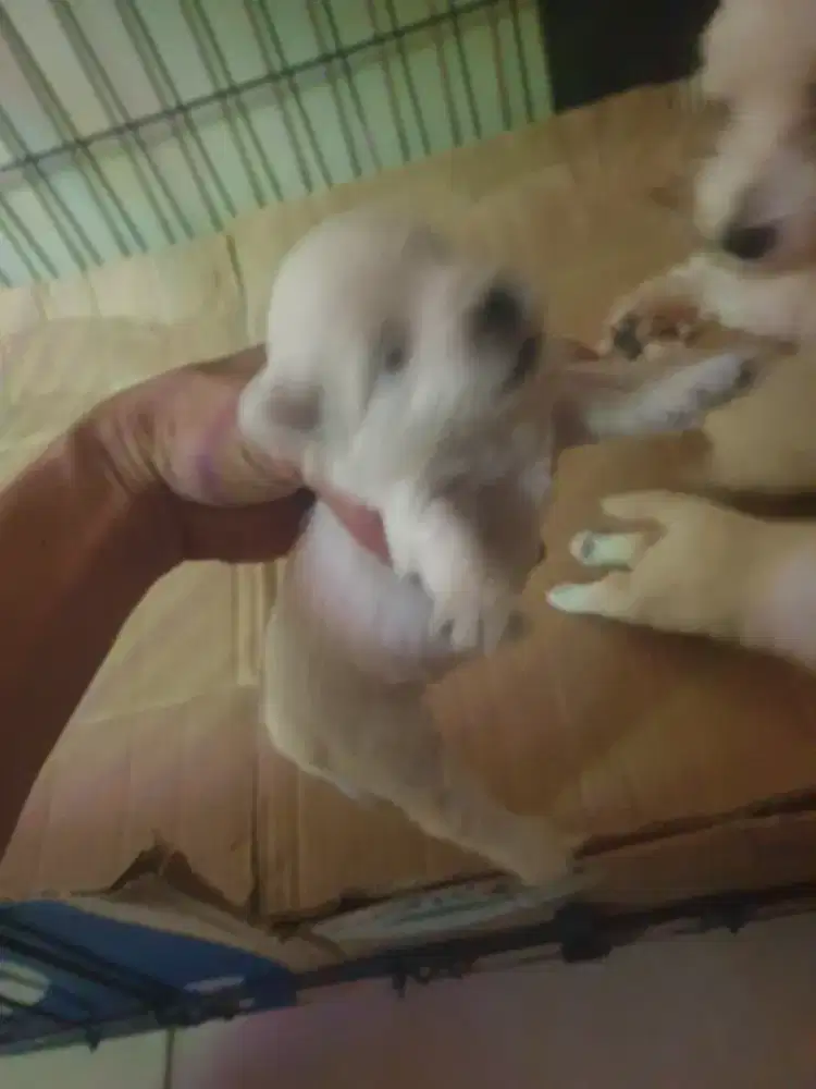 Anjing maltese 3 btn 1 jtn non pom .poddle .shitzu
