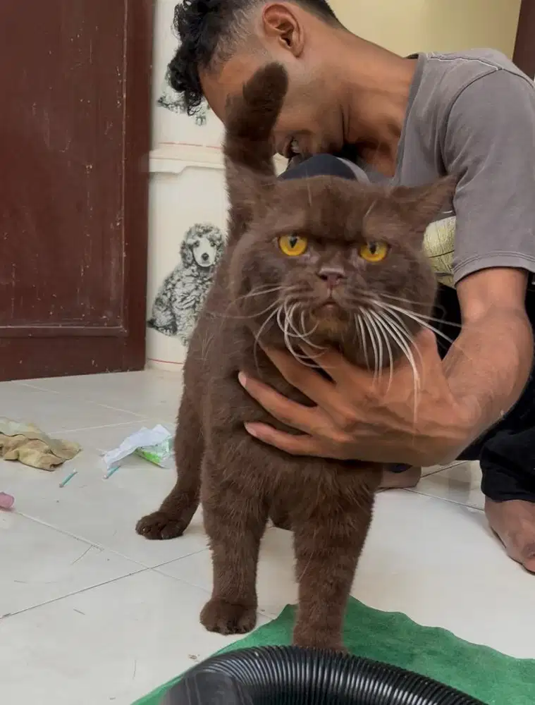 pacak kucing bsh cinamon ped ica