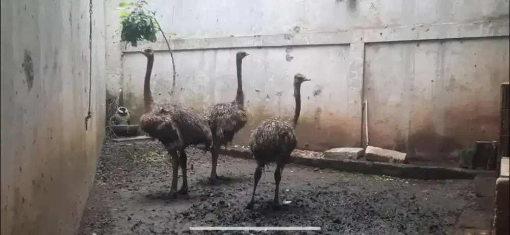 Dijual sepasang Burung Unta