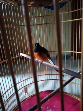Jual murai batu